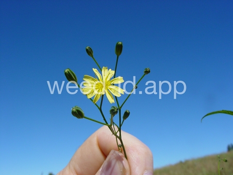 nipplewort